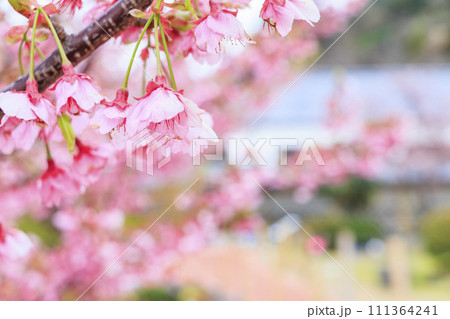 土肥金山の満開の土肥桜 111364241
