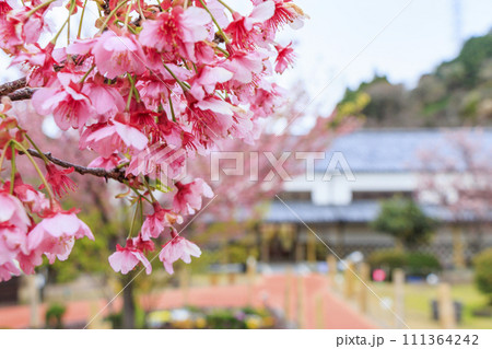 土肥金山の満開の土肥桜 土肥金山の満開の土肥桜 111364242