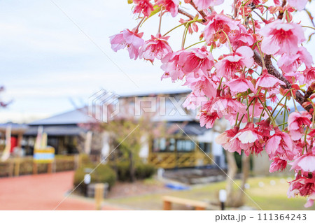 土肥金山の満開の土肥桜 111364243