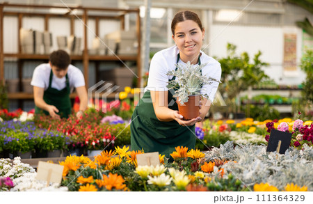Smiling girl hothouse worker showing potted cineraria Silver Dust 111364329