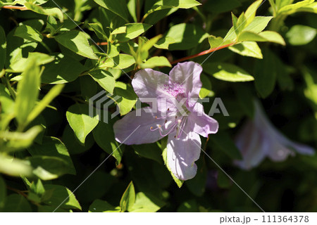 ピンクのツツジの花 ピンクのツツジの花 111364378