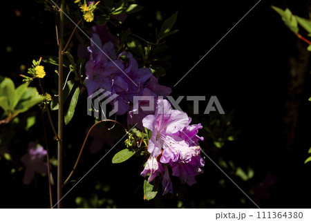 ピンクのツツジの花 ピンクのツツジの花 111364380