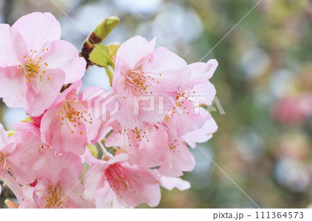 西伊豆土肥桜まつり　土肥桜と河津桜 111364573