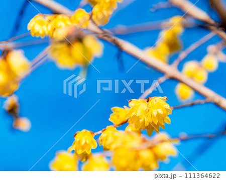 新春に咲く満開のロウバイ 111364622