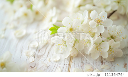 白塗りの木材に広がる春の柔らかな桜の花びら。リラックスした日本・ハーモニーのイメージ。 111364764