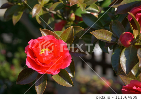 ツバキに似た花　赤いサザンカ14 111364809