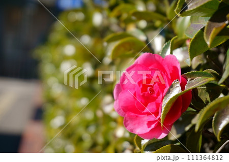 ツバキに似た花　赤いサザンカ11 111364812