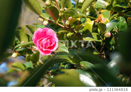 ツバキに似た花 赤いサザンカ8 ツバキに似た花 赤いサザンカ8 111364818
