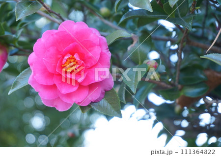 ツバキに似た花 赤いサザンカ6 ツバキに似た花 赤いサザンカ6 111364822