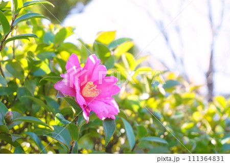 ツバキに似た花　赤いサザンカ1 111364831