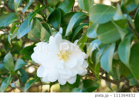 ツバキに似た花 白いサザンカ2 ツバキに似た花 白いサザンカ2 111364832