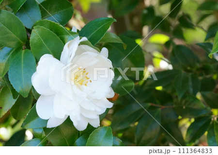ツバキに似た花 白いサザンカ1 ツバキに似た花 白いサザンカ1 111364833