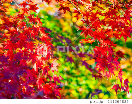 秋の景色　色とりどりの美しい紅葉 111364882