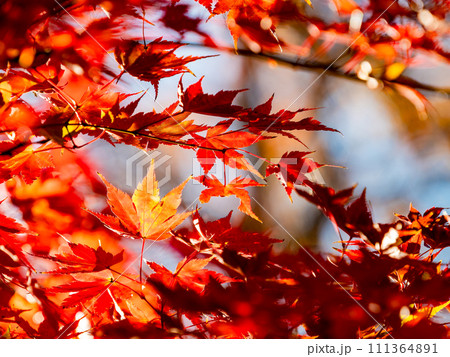 秋の景色　色とりどりの美しい紅葉 111364891