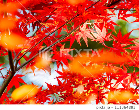 秋の景色　色とりどりの美しい紅葉 111364893