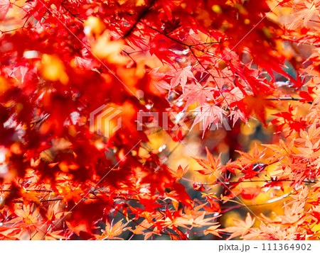 秋の景色 色とりどりの美しい紅葉 秋の景色 色とりどりの美しい紅葉 111364902