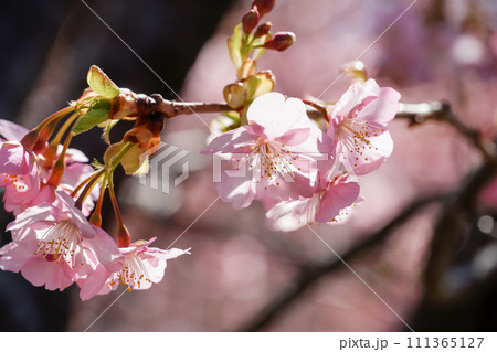 桜 111365127