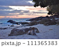 日の出の海と犬 111365383