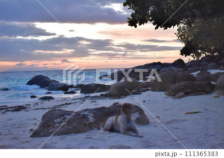日の出の海と犬 日の出の海と犬 111365383