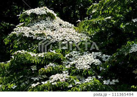 ヤマボウシ 111365494