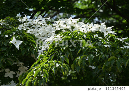 ヤマボウシ 111365495