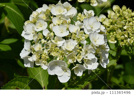 綿帽子・アジサイ 111365496