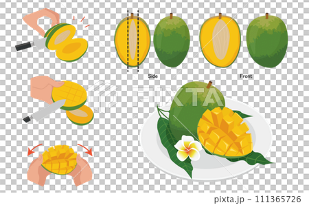 Illustration of tropical fruit Keats mango and how to eat it 111365726
