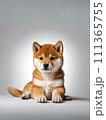 かわいいカメラ目線の柴犬の子犬 111365755