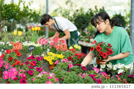 flower shop client chooses flowering petunia in pot instead of bouquet for gift to colleague flower shop client chooses flowering petunia in pot instead of bouquet for gift to colleague 111365817
