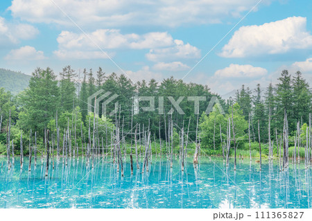 北海道美瑛町　北海道屈指の人気観光名所　夏の白金青い池 111365827