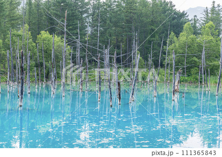 北海道美瑛町　北海道屈指の人気観光名所　夏の白金青い池 111365843