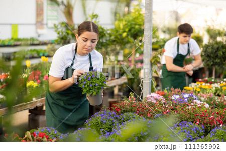 Young salesgirl preparing for sale potted Lobelia erinus in store Young salesgirl preparing for sale potted Lobelia erinus in store 111365902