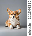 かわいい子犬のコーギー 111366360