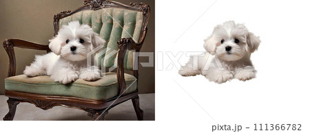 椅子に座るマルチーズ犬(背景有り・無し)|著作権問題クリアadobeAI生成画像を修正・加工 椅子に座るマルチーズ犬(背景有り・無し)|著作権問題クリアadobeAI生成画像を修正・加工 111366782