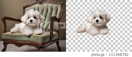 椅子に座るマルチーズ犬(背景有り・無し)|著作権問題クリアadobeAI生成画像を修正・加工 椅子に座るマルチーズ犬(背景有り・無し)|著作権問題クリアadobeAI生成画像を修正・加工 111366782