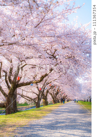 あさひ舟川の桜並木(ソフトフォーカス) あさひ舟川の桜並木(ソフトフォーカス) 111367354