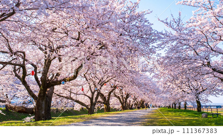 あさひ舟川の桜並木 111367383