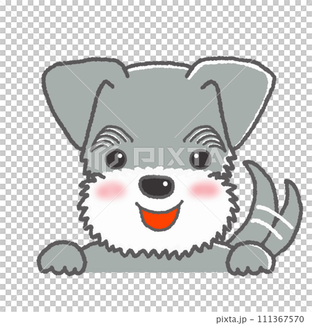 Miniature Schnauzer with a happy expression Miniature Schnauzer with a happy expression 111367570