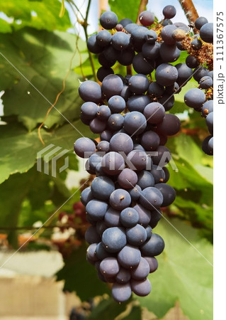 Red ripe grapes  111367575