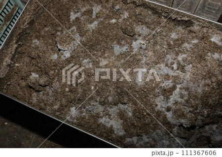 ぼかし肥発酵中 111367606