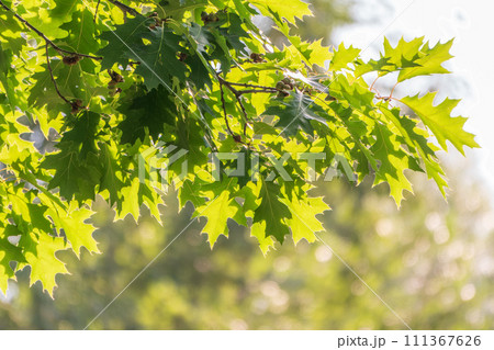 Branches of the northern red oak with green serrated leaves, summer background 111367626