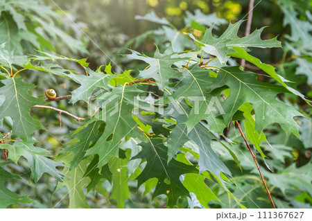 Branches of the northern red oak with green serrated leaves, summer background Branches of the northern red oak with green serrated leaves, summer background 111367627