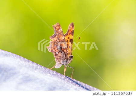 Orange colored butterfly (Polygonia c-album) resting Orange colored butterfly (Polygonia c-album) resting 111367637