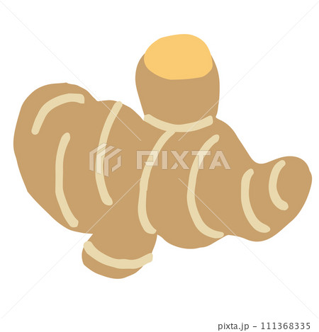 生姜のイラスト(名称なし) 生姜のイラスト(名称なし) 111368335