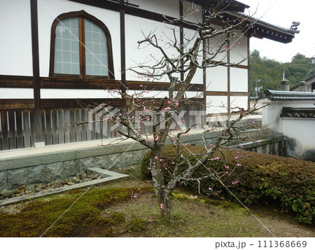 雪舟庭園の山門と梅の木 雪舟庭園の山門と梅の木 111368669
