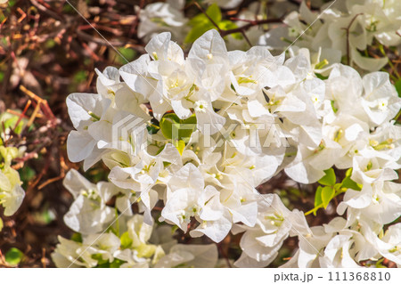 White Bougainvillea. White Flowers. Beautiful bloomed white flowered bougainvillea. White Bougainvillea. White Flowers. Beautiful bloomed white flowered bougainvillea. 111368810