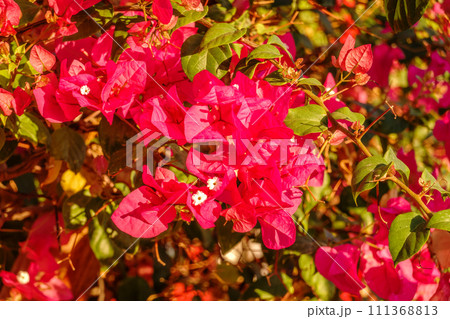 Bougainvillea, Paper flower Bougainvillea hybrida soft focus with blurry background 111368813