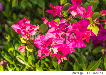 Bougainvillea, Paper flower Bougainvillea hybrida soft focus with blurry background 111368841