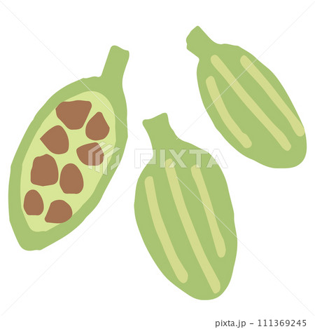 カルダモンのイラスト（名称なし） 111369245
