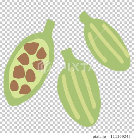 カルダモンのイラスト（名称なし） 111369245